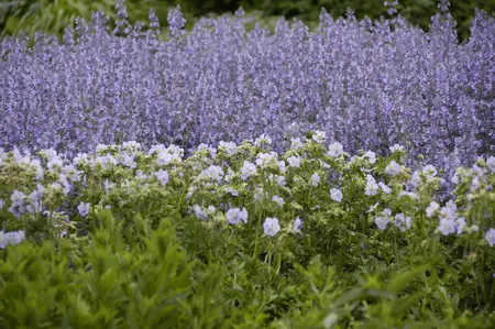 Geranium prat. 'Mrs Kendall Clark' - 2 Ltr pot - image 3