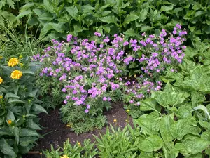 Geranium prat. 'Plenum Violaceum'