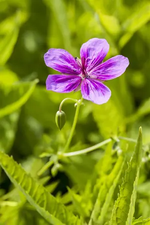 Geranium pratense - P9 - image 4