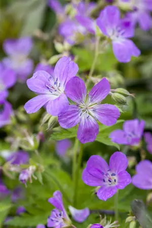 Geranium pratense - P11 - image 1