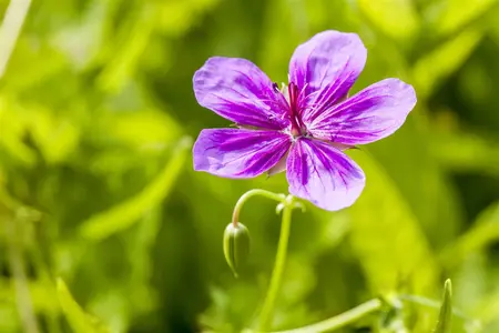 Geranium pratense - P9 - image 3