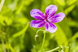 Geranium pratense - P9 - image 3