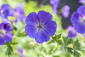 Geranium pratense - P11 - image 5