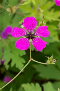 Geranium psil. 'Red Admiral' - 2 Ltr pot - image 2