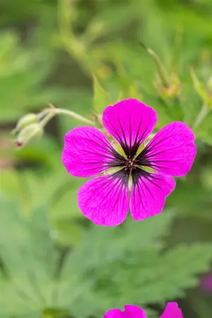 Geranium psil. 'Red Admiral' - 2 Ltr pot - image 3