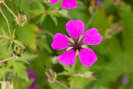 Geranium psil. 'Red Admiral' - 2 Ltr pot - image 4