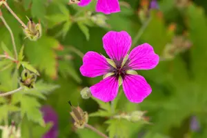 Geranium psil. 'Red Admiral' - 2 Ltr pot - image 4