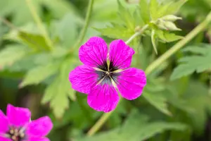 Geranium psil. 'Red Admiral' - 2 Ltr pot - image 5