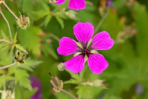 Geranium psilostemon - P9 - image 4