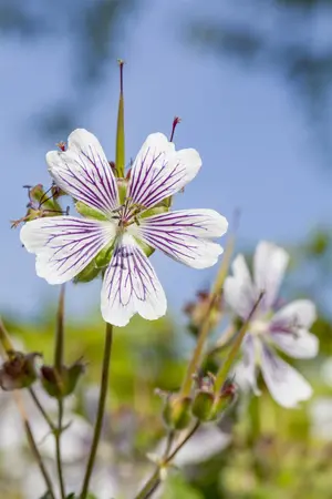 Geranium renardii - P9 - image 3