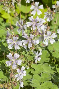 Geranium renardii - P9 - image 4