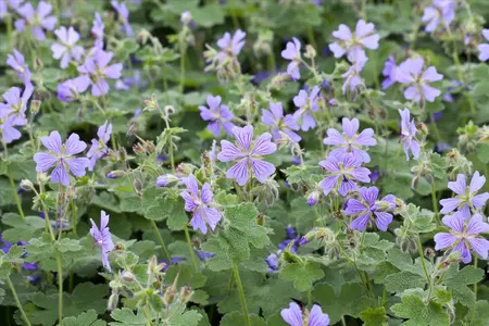 Geranium renardii - P9 - image 1