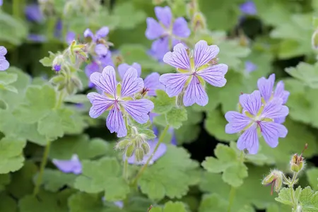 Geranium renardii - P9 - image 2