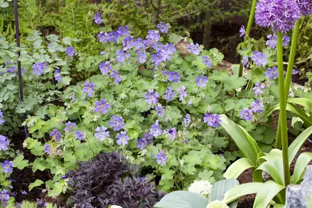 Geranium renardii - P9 - image 5
