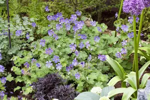 Geranium renardii - P9 - image 5