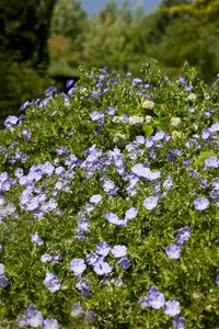 Geranium 'Rozanne'? - 2 Ltr pot - image 2