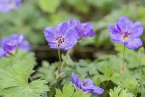 Geranium 'Rozanne'? - 2 Ltr pot - image 3