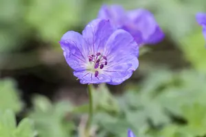 Geranium 'Rozanne'? - 2 Ltr pot - image 4