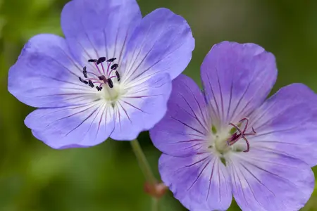 Geranium 'Rozanne'? - 2 Ltr pot - image 5