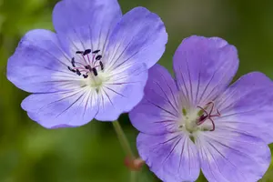 Geranium 'Rozanne'? - 2 Ltr pot - image 5