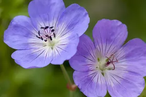 Geranium 'Rozanne'? - P10.5 - image 5