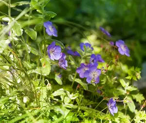 Geranium 'Rozanne'?