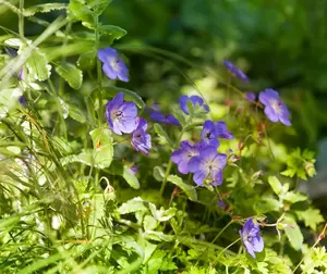 Geranium 'Rozanne'? - P10.5 - image 1