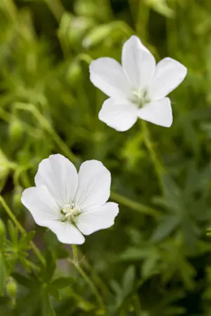 Geranium sang. 'Album' - P9 - image 2