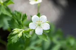 Geranium sang. 'Album' - P9 - image 4