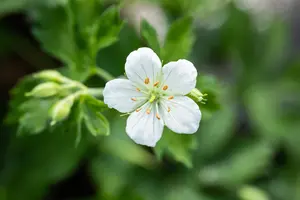 Geranium sang. 'Album' - P9 - image 5