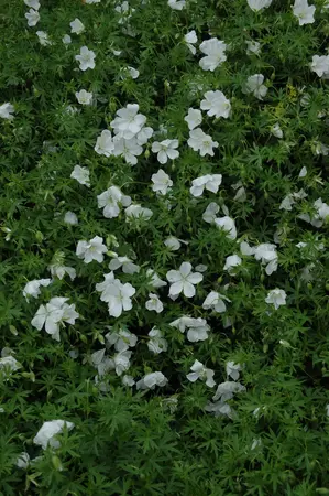 Geranium sang. 'Album' - P9 - image 3