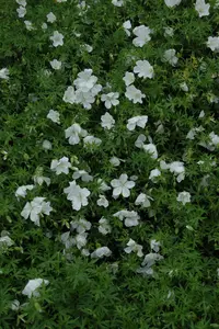 Geranium sang. 'Album' - P9 - image 3