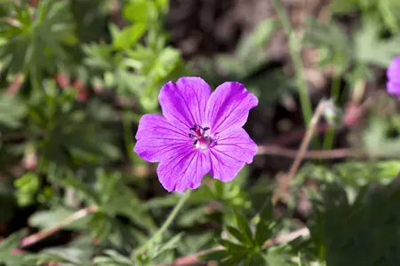Geranium sang. 'Aviemore' - P11 - image 4