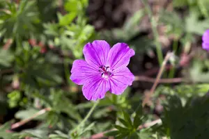 Geranium sang. 'Aviemore' - P11 - image 4
