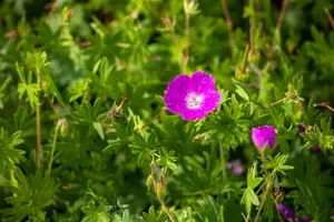 Geranium sang. 'Elsbeth' - P9 - image 2
