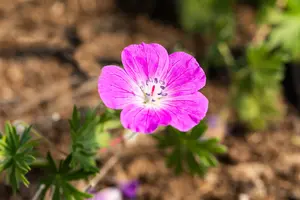 Geranium sang. 'Elsbeth'