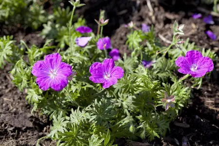 Geranium sang. 'Frivolius? Flashing Pink' - P11 - image 1