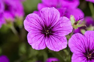 Geranium sang. 'Frivolius? Flashing Pink' - P11 - image 2