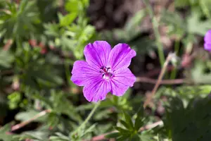 Geranium sang. 'Frivolius? Flashing Pink' - P11 - image 4