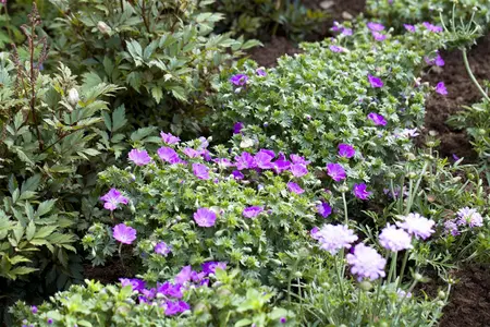 Geranium sang. 'Frivolius? 'Lilac' - P9 - image 3