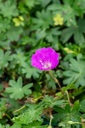 Geranium sang. 'Max Frei' - 1.5 Ltr pot - image 3