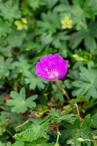 Geranium sang. 'Max Frei' - 1.5 Ltr pot - image 3