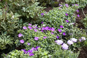 Geranium sang. 'Max Frei'