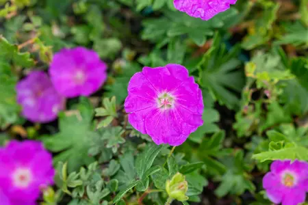 Geranium sang. 'Max Frei' - 1.5 Ltr pot - image 2