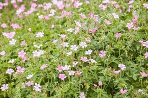 Geranium sang. 'Pink Pouffe'
