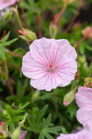 Geranium sanguineum striatum - 2 Ltr pot - image 4