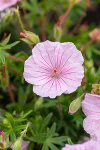 Geranium sanguineum striatum - 2 Ltr pot - image 4