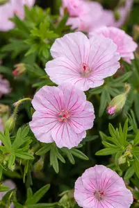 Geranium sanguineum striatum - 2 Ltr pot - image 5