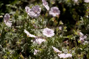 Geranium sanguineum striatum