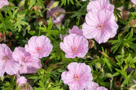 Geranium sanguineum striatum - 2 Ltr pot - image 2